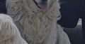 Golden retrievers