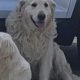 Golden retrievers