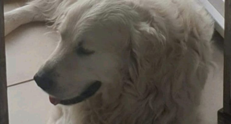 Golden retrievers