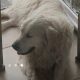 Golden retrievers