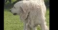 Golden retrievers