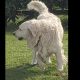 Golden retrievers