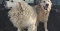 Golden retrievers
