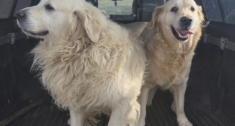 Golden retrievers