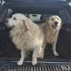 Golden retrievers