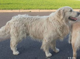 Golden retrievers