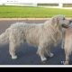 Golden retrievers