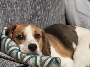 Lovely beagle looking for new home