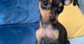 Male Russian Toy Terrier For Sale