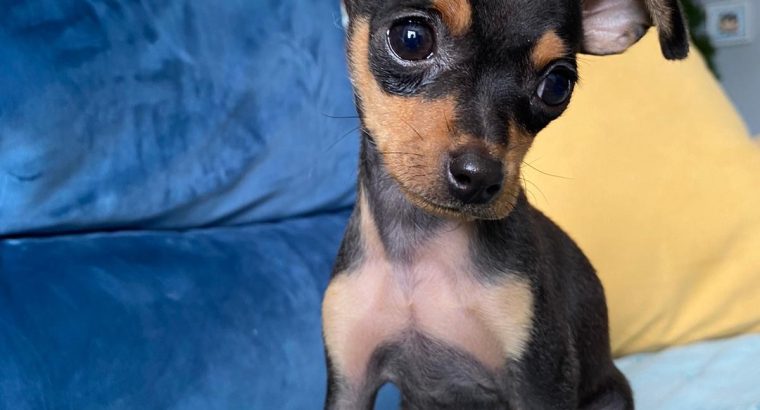 Male Russian Toy Terrier For Sale