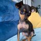 Male Russian Toy Terrier For Sale