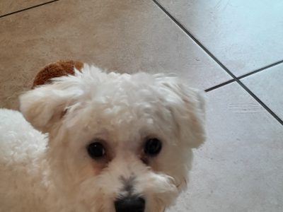 Bichon Frise Puppies in Athlone – Playful Spirit