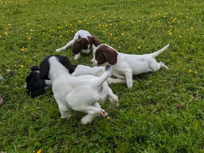 Springer Spaniel Puppies in Tullaroan – IKC Reg