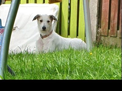 Friendly Crossbreed for Rehome in Co. Cork