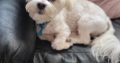 Maltese 8mth old male