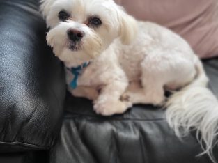 Maltese 8mth old male