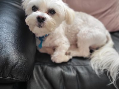 Maltese Puppy for Sale in Dublin – Playful Spirit