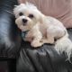 Maltese 8mth old male