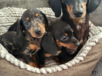 Miniature Dachshunds for sale in Dublin