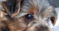 Beautiful Miniature Yorkshire terrier pups
