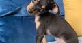 Male Russian Toy Terrier For Sale