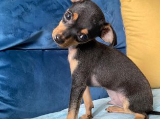 Male Russian Toy Terrier For Sale