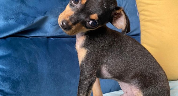 Male Russian Toy Terrier For Sale