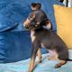 Male Russian Toy Terrier For Sale