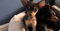 Male Russian Toy Terrier For Sale