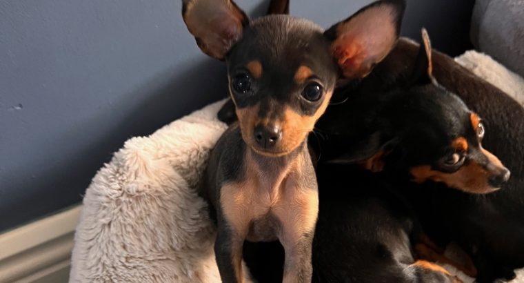 Male Russian Toy Terrier For Sale