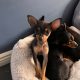 Male Russian Toy Terrier For Sale