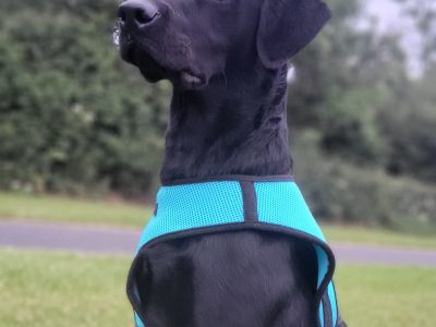 Labrador Puppies for Sale in Dublin – IKC Registered