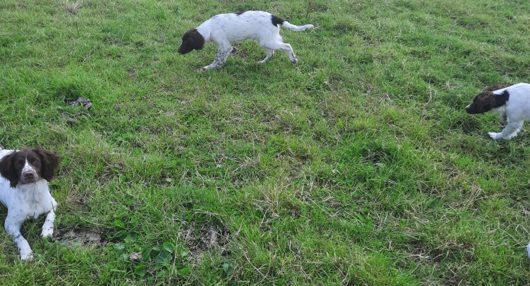 Springer spaniels