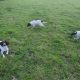 Springer spaniels
