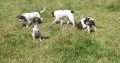Springer spaniels