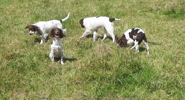 Springer spaniels