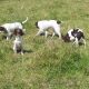 Springer spaniels