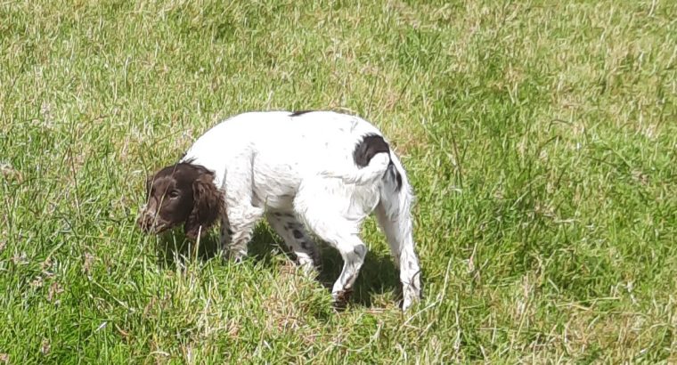 Springer spaniels