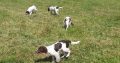 Springer spaniels