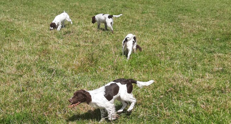 Springer spaniels