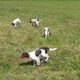 Springer spaniels