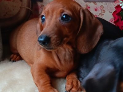 Miniature dachshunds