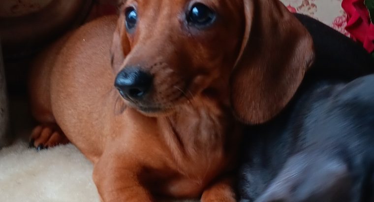 Miniature dachshunds