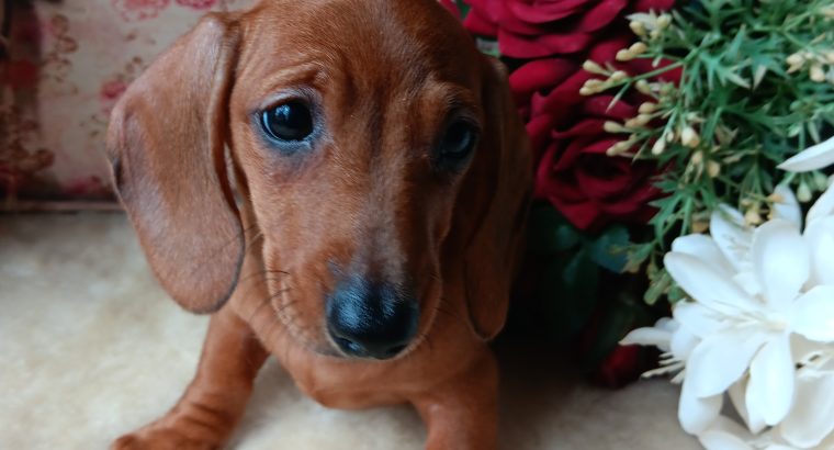 Miniature dachshunds