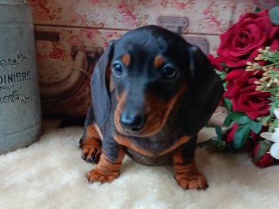 Miniature dachshunds