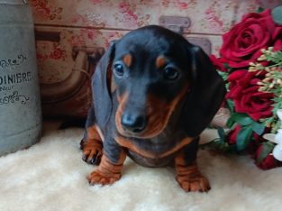 Miniature dachshunds