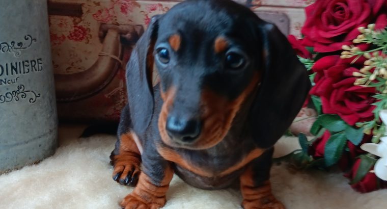 Miniature dachshunds