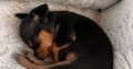 Male Russian Toy Terrier For Sale