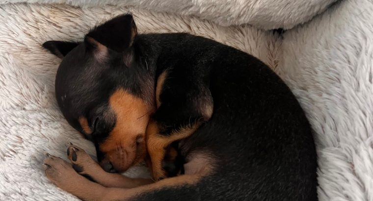 Male Russian Toy Terrier For Sale