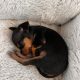 Male Russian Toy Terrier For Sale